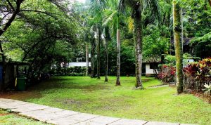 lapangan-cherry